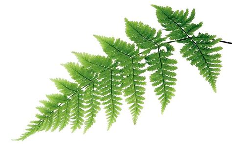 Як працює рекурсія функції – на прикладі Python