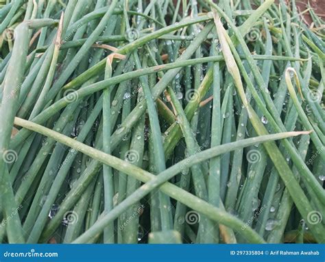 Fresh Green Onion Leaves during Harvest Season Stock Photo - Image of ...