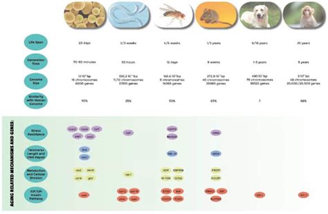 Aging Model 的图像结果