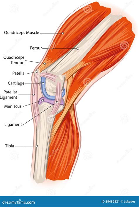Anatomía de la rodilla ilustración del vector. Ilustración de menisco ...