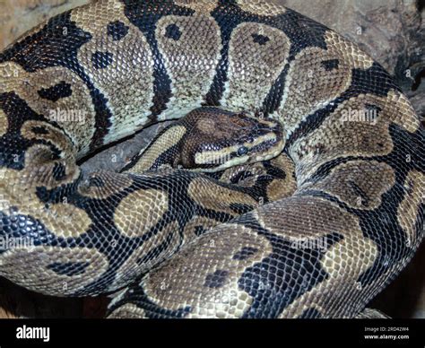 Image result for Royal Python Snake