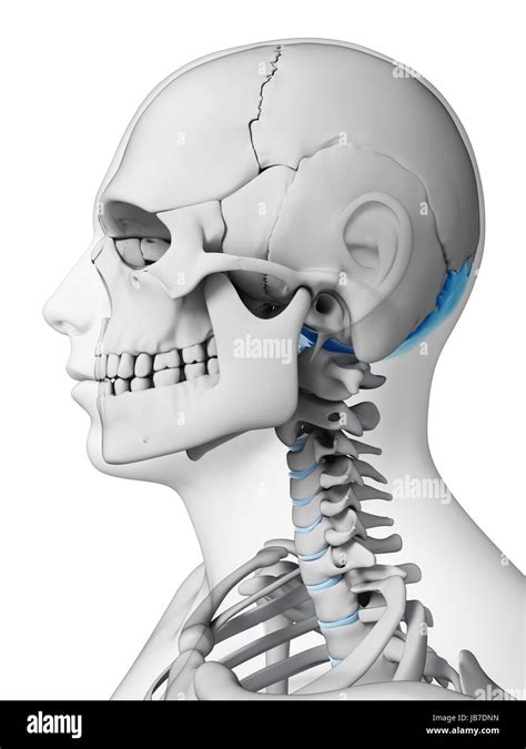 Occipital bone hi-res stock photography and images - Alamy