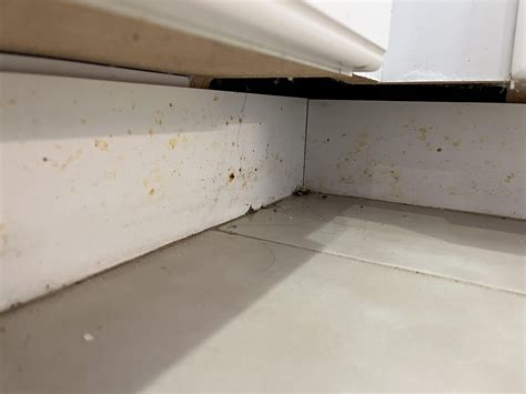 During a house tour found these below the kitchen and bathroom cabinets ...