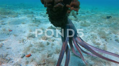 Image result for Finding Nemo Octopus Ink