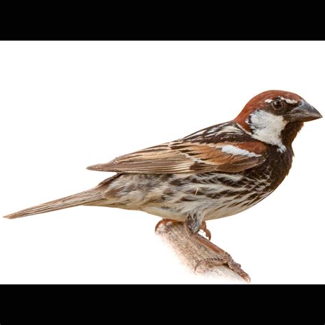 Spanish Sparrow (Passer hispaniolensis) identification - Birda