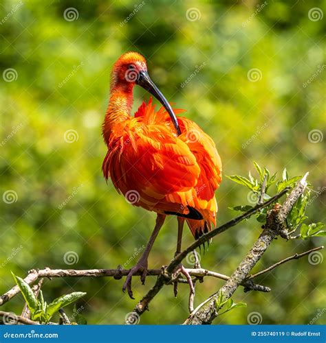 Scarlet Ibis, Eudocimus Ruber. Wildlife Animal in the Zoo Stock Image ...