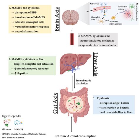Gut Microbiota at the Intersection of Alcohol, Brain, and the Liver