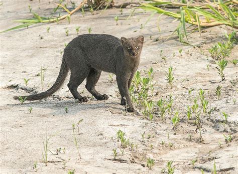 Spotting jaguars on foot in a farm in Bolivia | Condé Nast Traveller India