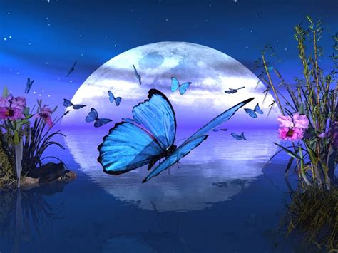 Download Moon Night Butterfly Wallpaper | Wallpapers.com