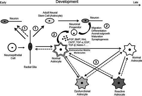 5 Schematic view of neuron-astroglial interactions. Radial glia cells... | Download Scientific ...