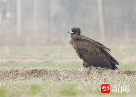 江苏淮安：村民农田发现一只“大鸟”，竟是国家一级保护动物秃鹫！