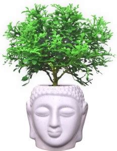 The Roses Garden Dwarf Bonsai Succulent Plant Price in India - Buy The ...