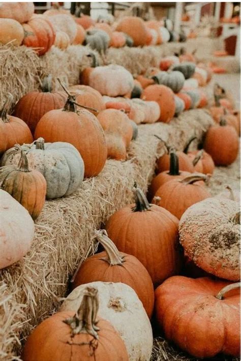 Why mini cows| Raising Miniature cattle | Broadway Family farms