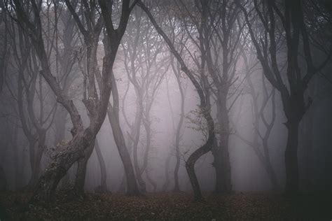 True Stories from the Most Haunted Forests in the World | Reader