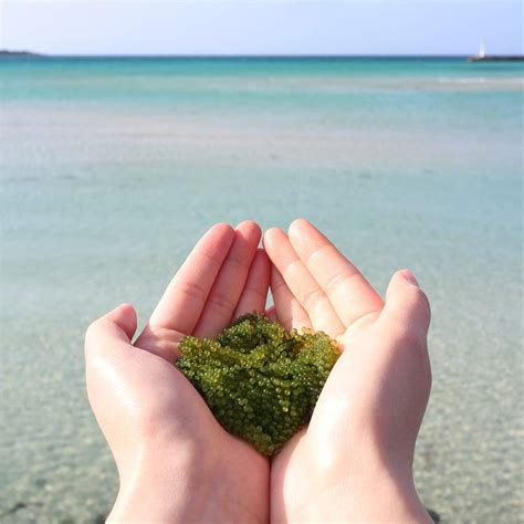 Buy SKIN FOOD Aqua Grape Bounce Bubble Serum 120ml (4.06 oz) - Aqua ...