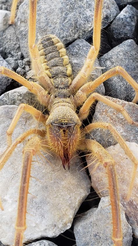 Camel Spider Bite