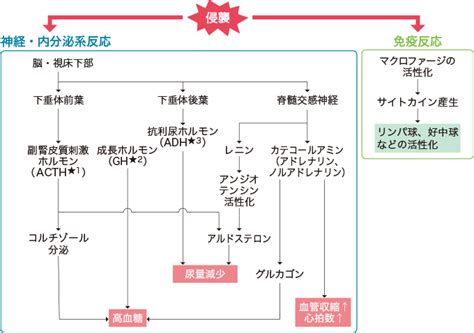 《周術期看護に必要な生理学》手術侵襲による身体への影響 | 看護roo![カンゴルー]