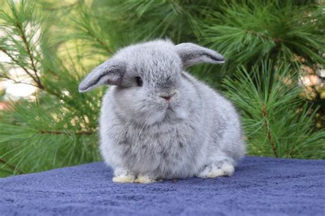 Blue Silver Marten Rabbit