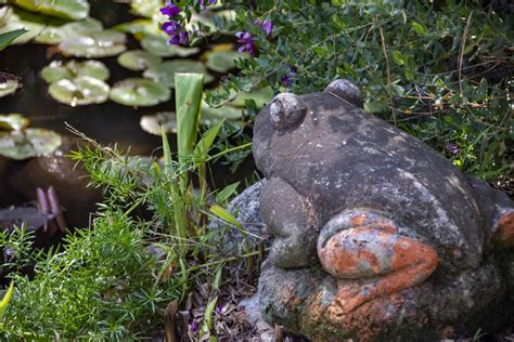 Lily Pond With Frog Decoration Free Stock Photo - Public Domain Pictures