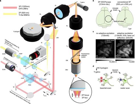 Field of View Microscope 的图像结果