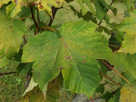 Acer pseudoplatanus 'Pyramidale' - pyramidal sycamore maple | The Dawes ...