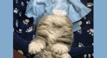 Image result for Cute Montage Exploding