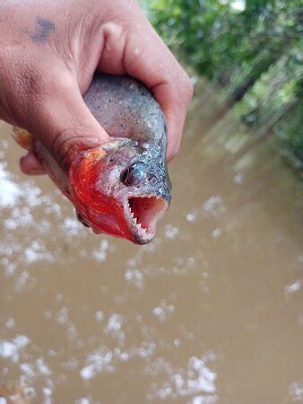 Peru Amazon Eco Adventure (Iquitos) - 2021 What to Know Before You Go ...