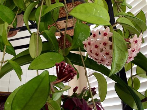 Do All Hoya Plants Bloom at Nate William blog