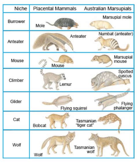 Divergent Evolution Examples Solved QUESTION 2 The Body Of A Snake And