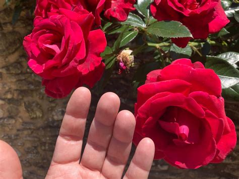 Shrimp City Slim (piano blues) in Augusta, GA, The Fox's Lair at Olde ...