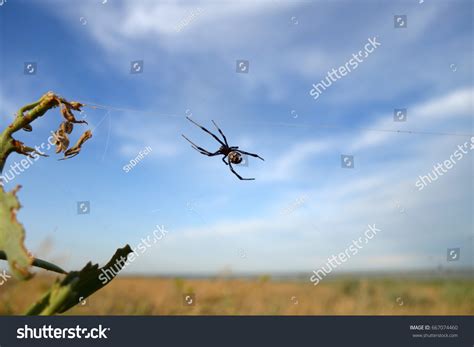 Female Mediterranean Black Widow Latrodectus Tredecimguttatus Stock ...