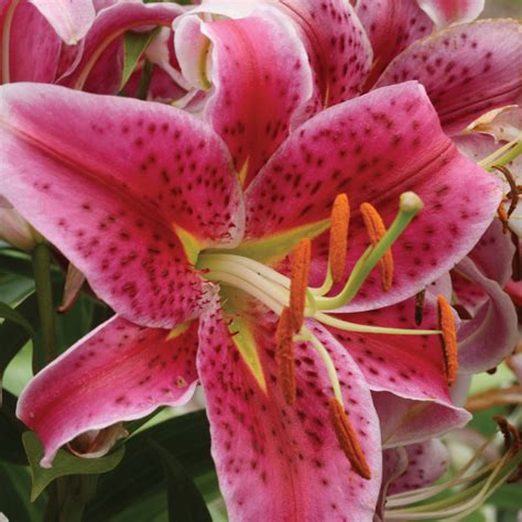Lilium Star Gazer - Oriental Lily - Brent & Becky's Bulbs