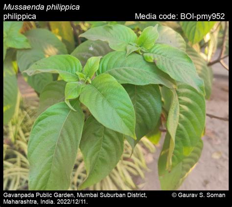 Mussaenda philippica | Butterfly