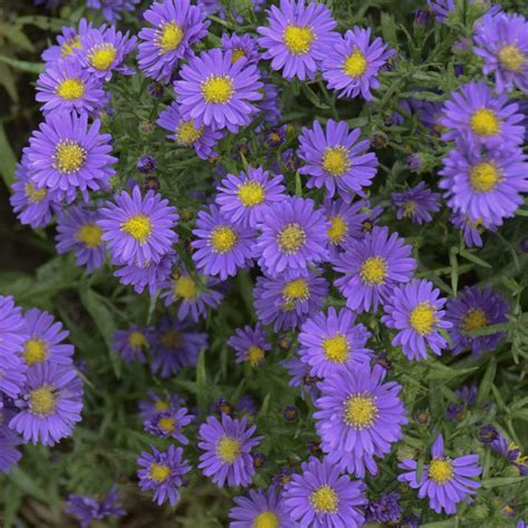 Aster KICKIN Lilac Blue - Buy Hardy Aster Perennials Online