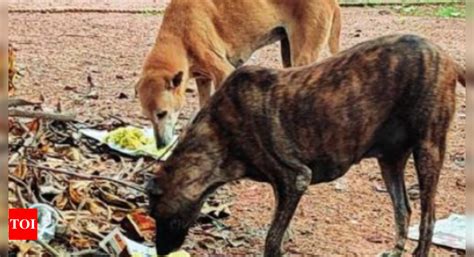 Citizens may feed strays, SC vacates Delhi HC order stay | Delhi News ...