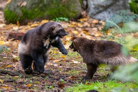 Caring for Wolverines: In the Wild & Under Human Care | Northwest Trek Wildlife Park