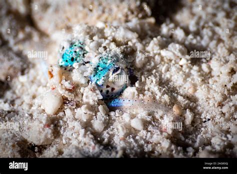 Scuba Diving 的图像结果