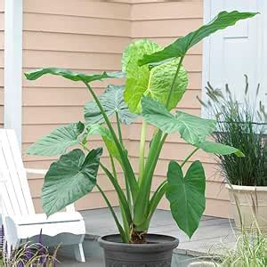 AR PLANTS Rarest Huge Elephant Ear Alocasia Macrorrhiza Borneo Giant ...