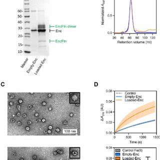 ENC New Connection 的图像结果