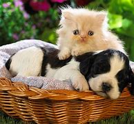 Image result for Cute Animals Puppy