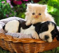 Image result for Cute Baby Animals Smiling