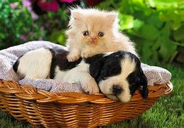 Image result for Real Baby Animals