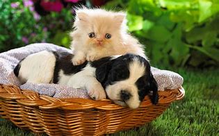 Image result for Really Cute Small Animals