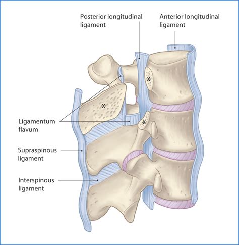 Vertebral Column | Basicmedical Key