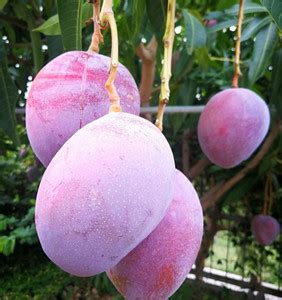 Japanese Miyazaki Grafted Mango Plant Price in India - Buy Japanese ...