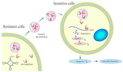 Exosome-Transmitted tRF-16-K8J7K1B Promotes Tamoxifen Resistance by ...
