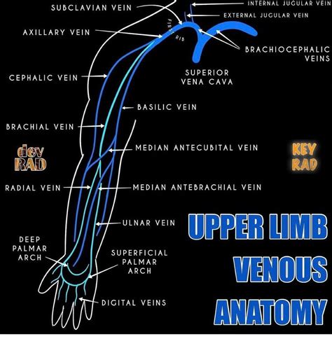 Upper Arm Veins Upper Limb Veins Anatomyzone 20190106