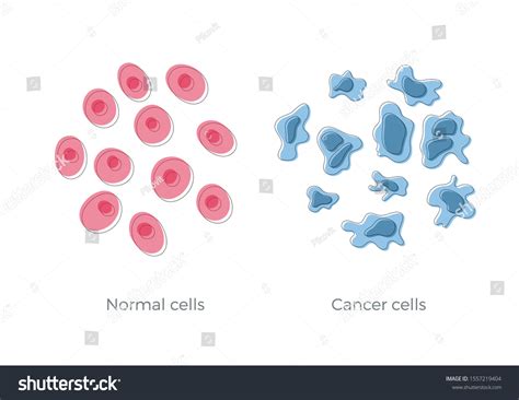 Normal Cell Structure 的图像结果
