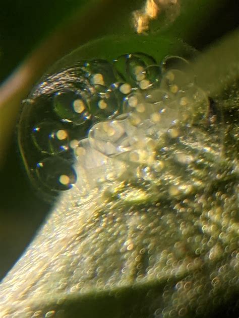 You have to admit, pest or not, bladder snail eggs are like watching ...