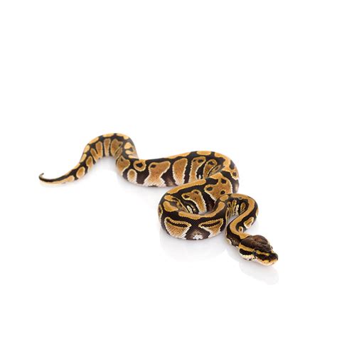 Ball Python Cint Reptile 的图像结果
